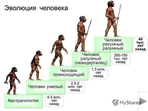 Австралопитеки и человек: общие черты