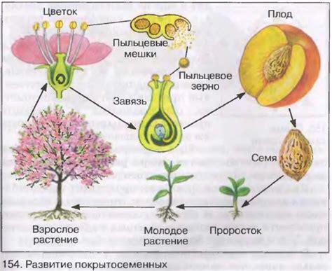 Агамическое образование семян