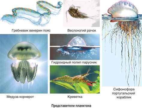 Адаптация губок к водной среде