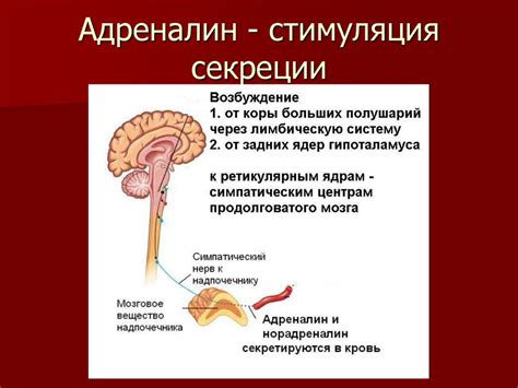 Адаптация и гормоны