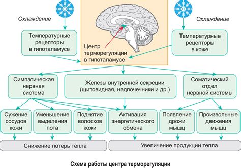 Адаптация организма к изменениям температуры