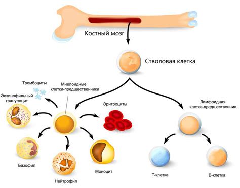 Активация костного мозга: методы и упражнения