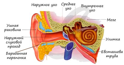 Активация слуховых рецепторов