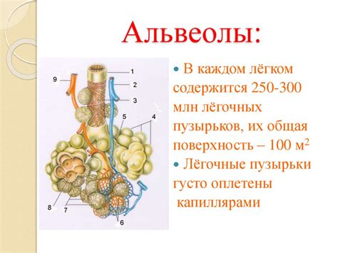 Альвеолы: функция и структура