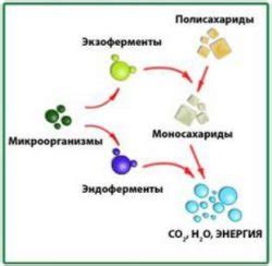 Анализ микробной активности в продуктах