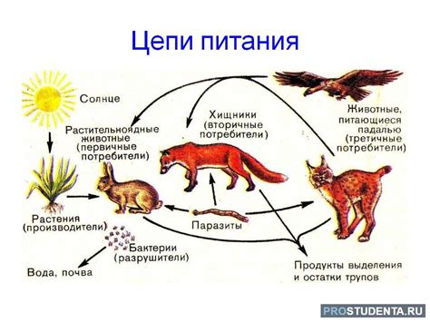 Анализ особенностей питания в природе