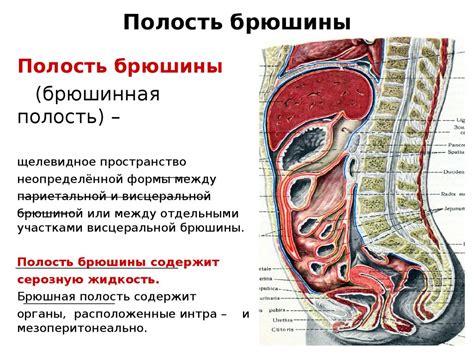 Анатомические особенности брюшной полости