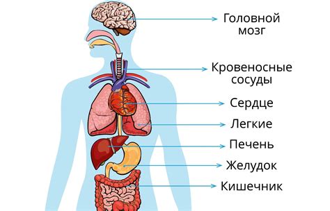 Анатомические особенности организма