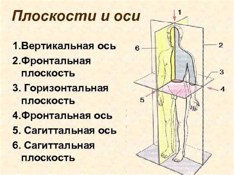 Анатомические особенности человека