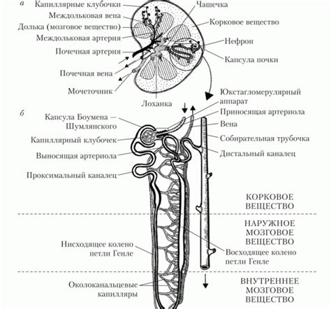 Анатомическое строение почек