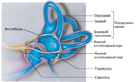 Анатомия вестибулярного аппарата