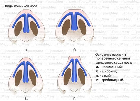 Анатомия длинного носа у водных обитателей