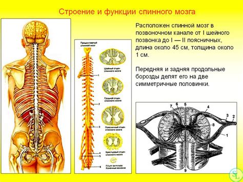 Анатомия и функции