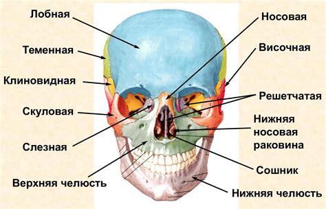 Анатомия костей лица