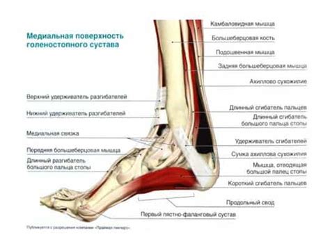 Анатомия лодыжки мужчины