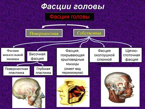 Анатомия образований