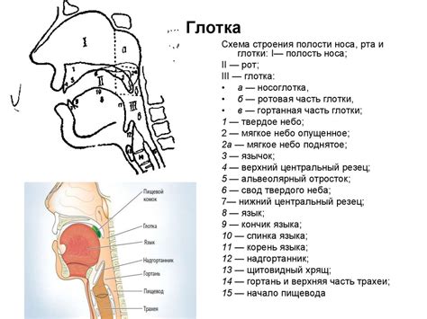 Анатомия органов речи