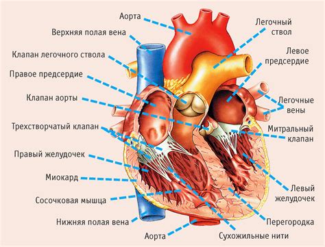 Анатомия сердца: базовая информация