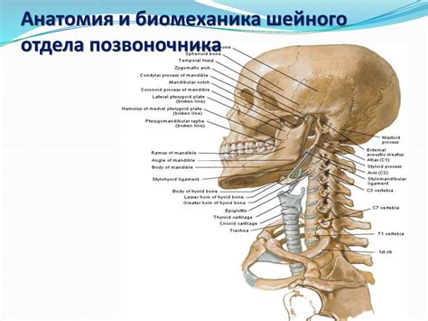 Анатомия шейного отдела