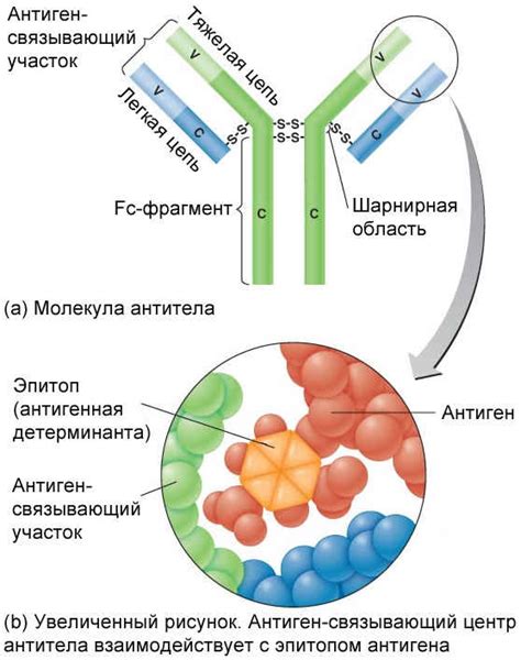 Антитела и антигены