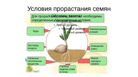 Апомиктическое формирование семян