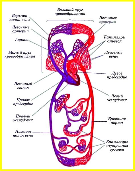 Артериальное кровообращение