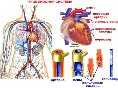 Артерии и вены