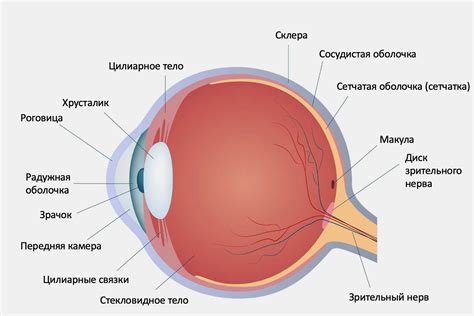 Архитектура глазного яблока