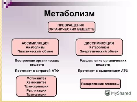 Ассимиляция в биологии: основное понятие