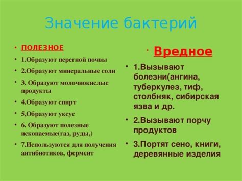 Бактерии в пищеварительной системе: роль и значение