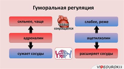 Бананы способствуют улучшению работы сердца и сосудов