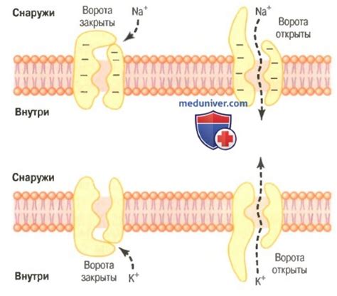 Белковые каналы и насосы