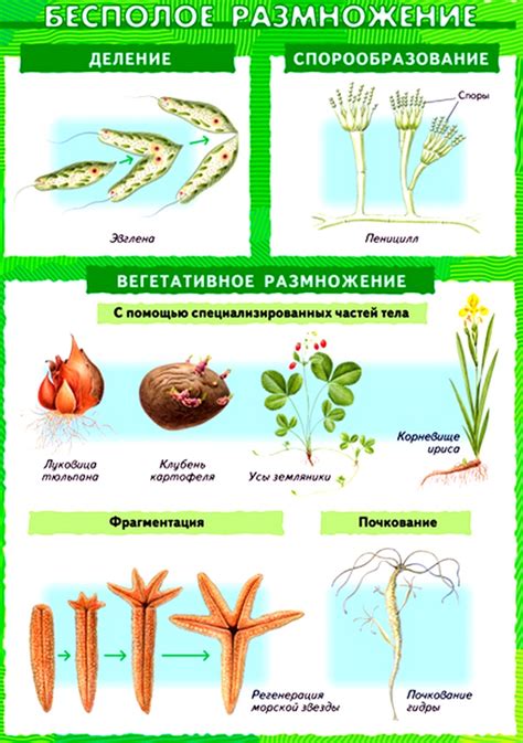 Бесполое размножение растений