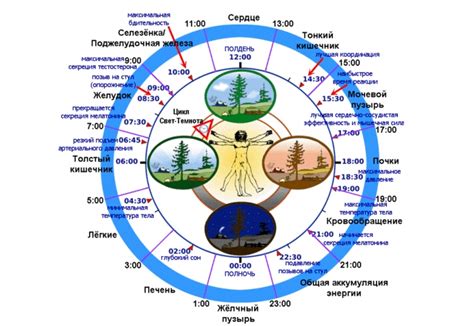 Бессонница и активность в ночное время суток