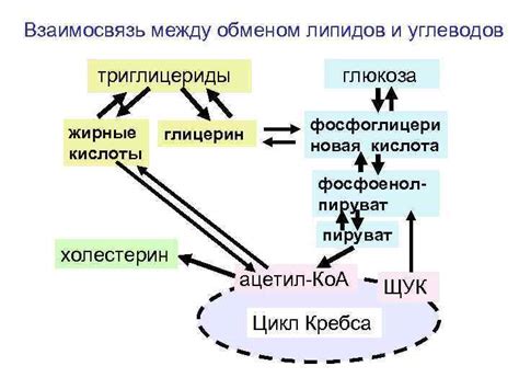 Биологическая ценность аминокислот