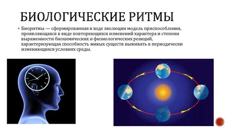 Биологический ритм и изменение температуры