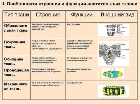 Биология и особенности