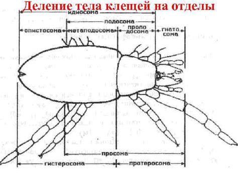 Биология клещей и их классификация