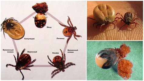 Биология размножения клеща