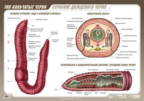 Биология трюфельного червя: строение и функции