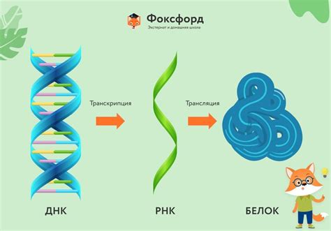 Биосинтез белков