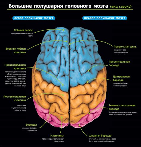 Борозды в головном мозге: основные функции