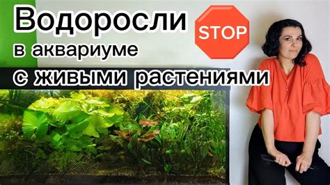 Борьба с водорослями в аквариуме