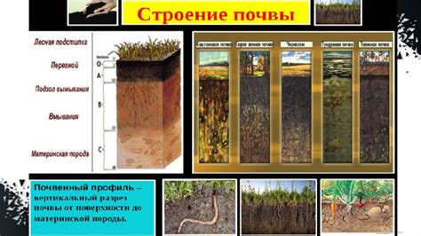 Важность вечнозеленых деревьев в экосистеме