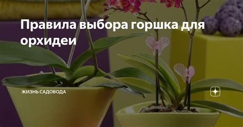 Важность выбора горшка