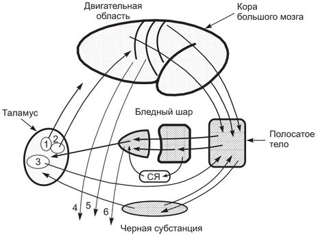 Важность ганглиев для организма