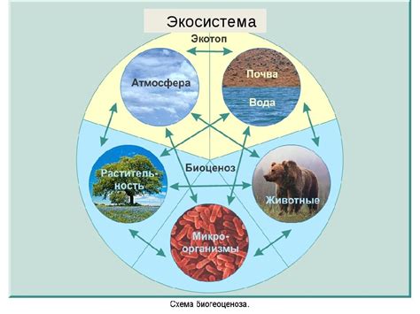 Важность для экосистемы и человечества