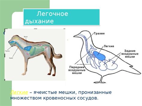 Важность дыхания у животных