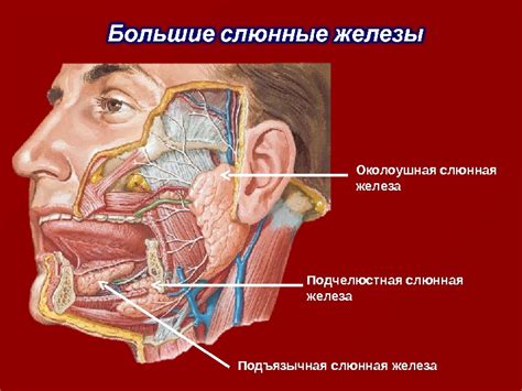 Важность зубов и слюнных желез