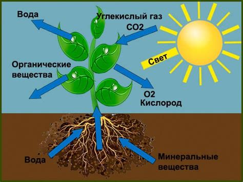 Важность лигнина для растений